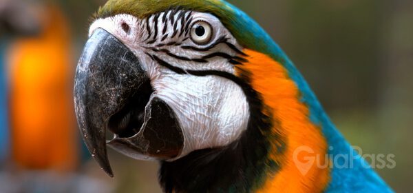Parque das Aves