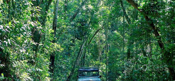 Tour Jardim Botânico e Floresta da Tijuca
