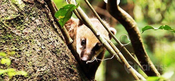 Macuco Selva: Passeio pela mata + trilha